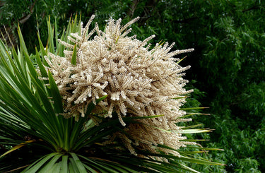 25 BLUE DRACAENA ( Spikes / Broad Leaved Cabbage Tree / Mountain Cabbage ) Cordyline Indivisa Flower Seeds